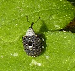 Cionus scrophulariae